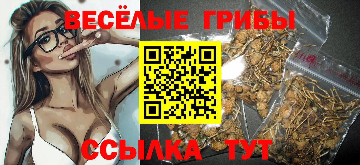 Псилоцибиновые грибы ЛСД  Вход с VPN  Псилоцибиновые грибы Psilocybe  Новокубанск 